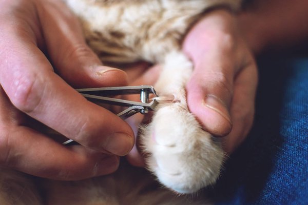 Comment couper soigneusement les ongles d'un lapin extra nain?