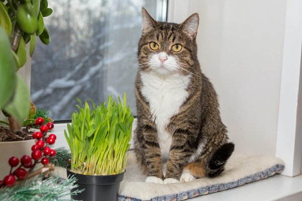 Quels sont les effets des plantes médicinales sur les chats?